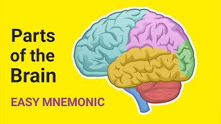 Parts of the Brain  EASY Mnemonic to Help Memorize the Regions of the Human Brain  Nervous System [upl. by Annailuj]