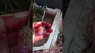 Gomphrena plant seeds bestoutofwaste floweringplant easygardening wintergardening [upl. by Alhsa]