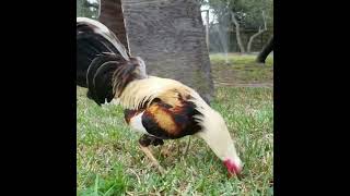 Beautifull Grey gamefowl gamefarm [upl. by Namreh]