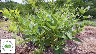 We Have COMFREY Root Cuttings For Sale [upl. by Ahtaga]