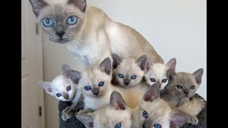 Tonkinese Cat and Kittens  Too Cute and Friendly Breed [upl. by Coop47]