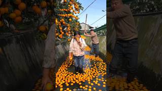 Beautiful Fresh Orange 🍊🍊 Harvesting from Farm With Rural Farmer 🍊🍊 shorts satisfying [upl. by Revlis863]