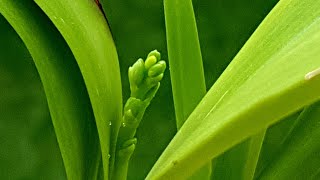 几棵章鱼兰近况 Encyclia radiata，Prosthechea cochleata ，Encyclia cordigera [upl. by Ittak]