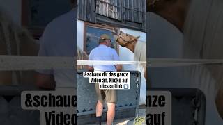 Hengst deckt Stute Ganzes Video ist verlinkt pferd reiten pony horse bayern pferde hafi [upl. by Shandy504]