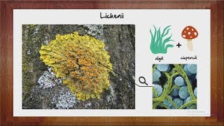 Biologie Licheni  WinSchool [upl. by Gunning]