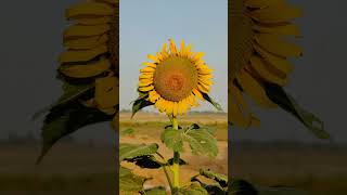 Sun Flower  Helianthus annuus  flowers nature  isaiahphoto KeeganEvansPhotoKyleNutt [upl. by Jorgenson]