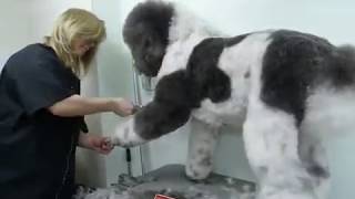 Grooming a Standard Poodle  Time Lapsed [upl. by Napoleon271]