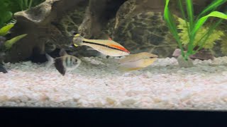 Denison Barb Attacks Pearl Gourami  Food Aggression [upl. by Elsa]