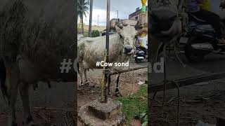 cow soundanimals sound kids entertainment vediosampamp££babys funny videos dog [upl. by Huba]