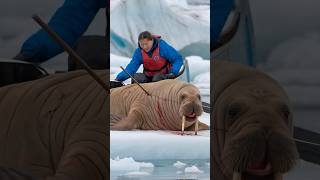 A bear cub pleads with a sailor to save his mother a bond of love and hope unfolds animals [upl. by Cleres]