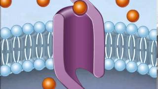 How Facilitated Diffusion Works [upl. by Alvis506]