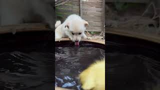 🐶🐥 Puppies Playing with Baby Ducks 😍 shorts cuteanimals [upl. by Morena]