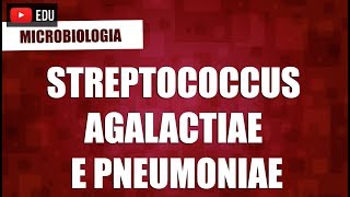 Streptococcus agalactiae e Pneumoniae  Microbiologia [upl. by Nylcsoj974]