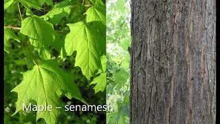 Identifying Potawatomi trees [upl. by Ynettirb]