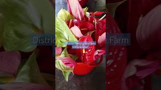 Anthurium Flowers District Horticulture Farm Williamnagar [upl. by Rosena]