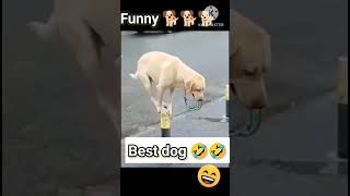 Dog think do it funnydog funnyanimals funnyshorts funnyshotsvideofunnymemes funnujokesdoglife [upl. by Schulman604]