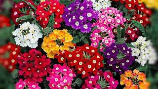 How to grow verbena from seeds [upl. by Anahsal476]