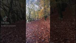 Stock Ghyll Force Waterfall england cumbria lakedistrict ambleside hiking [upl. by Ecertap]