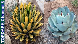 15 Agaves ornamentales mas hermosos [upl. by Htenaj]