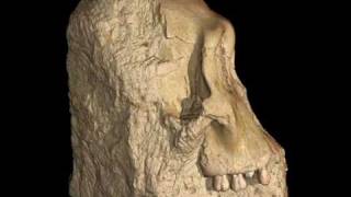 Australopithecus sediba [upl. by Dric767]