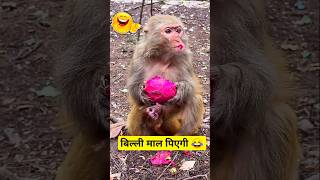 बिल्ली माल पिएगी 😂  Comedy video ytg funny monkey comedy shorts jokes comedyvideoytg [upl. by Placeeda918]