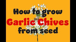 How to grow Garlic chives from seed [upl. by Lili]