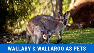 Wallaby and Wallaroo Care  A Complete Owner’s Guide  Raising Breeding Habitat Care And More [upl. by Cobb]