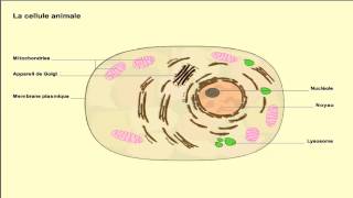 Comment se compose la cellule animale [upl. by Moir362]