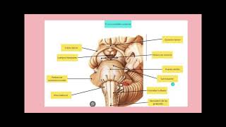 TRONCO ENCEFALICO ANTERIOR [upl. by Nosneh]