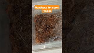 Hapalopus formosus Pumpkin Patch Tarantula spider tarantula cute beautiful colors halloween [upl. by Jordanson540]