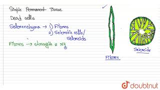 Which type of sclerenchyma cells are found in the fruit wall of nuts pulp of fruits like guaava [upl. by Bard]