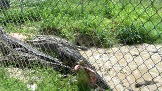 Nile Crocodile feeding frenzy at the Everglades Alligator Farm Florida USA 2011 [upl. by Jacobsen552]