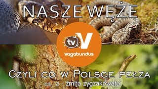 Węże w Polsce  część 2 żmija zygzakowata Vipera berus [upl. by Brigitte]