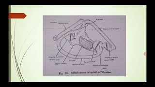 Internal Ear Membranous Labyrinth of wallgo attu Fishery Science 🐠🐟 [upl. by Atiram]