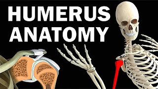 HUMERUS ANATOMY [upl. by Araccat]