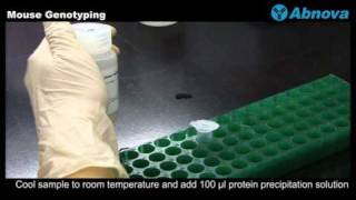 Mouse Genotyping [upl. by Hairakcaz]