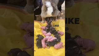 Bunnies giving birth 🫢animals rabbit crazyvlog shorts short [upl. by Shandra]