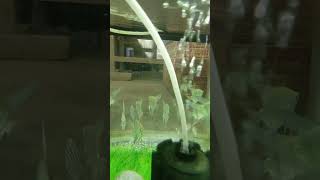 Anjel fish tank videoanjelfish aquariumfish subscribe [upl. by Pet]