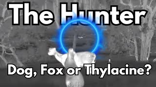 The Hunter  What animal is hunting these Kangaroos  Thermal HD  Thylacine Fox Dog InfiRay TS60 [upl. by Sug938]