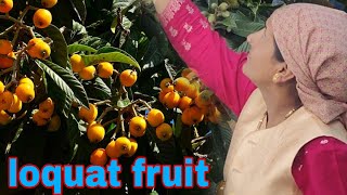 Loquat Fruit 🍑 Session Hp Shimla Autumn Loquat Session [upl. by Gunter104]