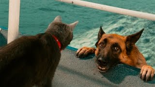 Funny Cats And Dogs  Funny Cats vs Dogs  Funny Animals Compilation [upl. by Etteinotna]