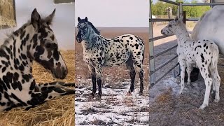 Incredible APPALOOSA Horses and Foals Compilation pt 7 [upl. by Ruscio242]