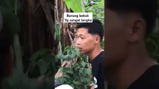 Petualangan Mencari Burung Bekok viralvideo vlog sekawanpetualang [upl. by Harvey]