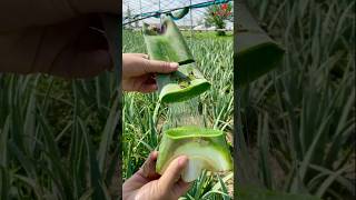 Amazing aloe vera cutting EP98 aloevera naturel shorts naturebd1m satisfying [upl. by Ilil704]