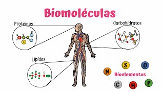 Biomoléculas Carbohidratos Lípidos y Proteínas [upl. by Dragoon]