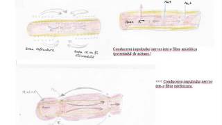 Lectia de anatomie nr 4  Conducerea impulsului nervos [upl. by Weixel366]