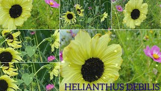 Helianthus debilis Beach Sunflower Natures Beauty in Our Backyard 🌼🌻🌼2024 [upl. by Gignac159]