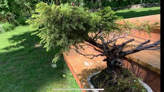 Large Birds Nest Spruce Bonsai  Slender Oak  Initial Styling [upl. by Leopoldeen]