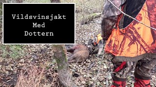 Vildsvinsjakt med dottern och Jämthund [upl. by Allix392]