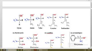 Biochimie des acides aminés [upl. by Enrico]